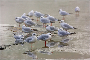 Black-headed Gulls (Dave Kjaer) http://davidkjaer.zenfolio.com