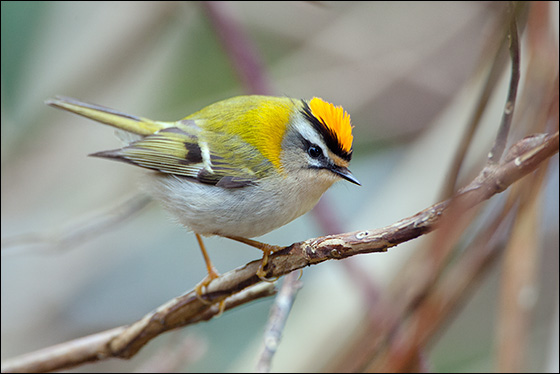 Firecrest (Regulus ignicapillus)