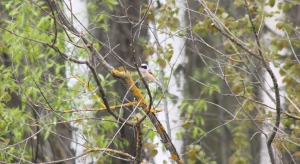 Penduline Tit, near Turov, Belarus, 3/5/2013 (Dominic Couzens)