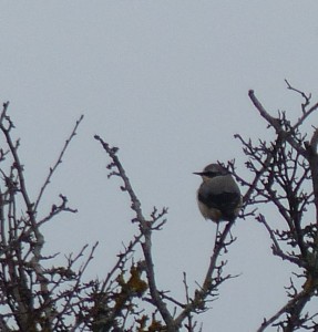 Wheatear, Longham Lakes, 23/3/15 (Ron Poulter)