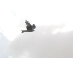 Red Kite, Longham Lakes, 24/2/15 (Lorne Bissell).
