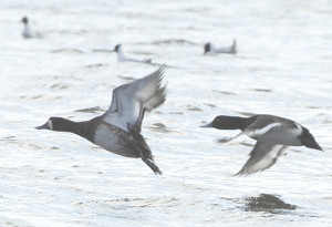 Scaup and Tufted Duck flying, Longham Lakes, 21/3/15 (Lorne Bissell).