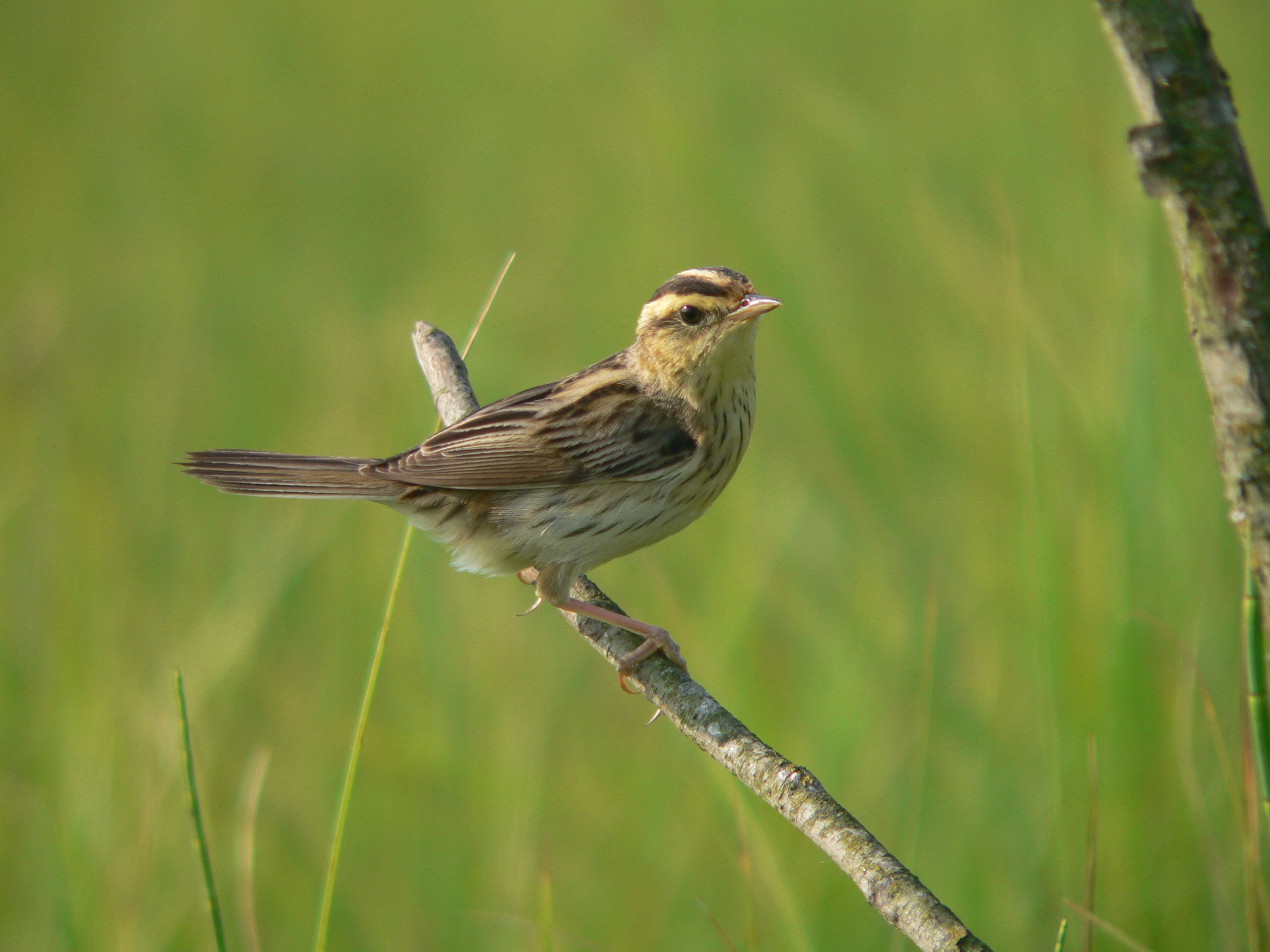 Aquatic Warbler (Acrocephalus paludicola) - www.birdwords.co.uk