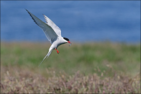 Arctic Tern, Northumberland, UK (Dave Kjaer)