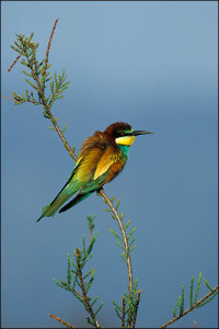 European Bee-eater 