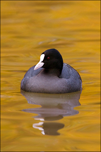 Coot (Fulica atra)