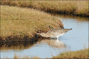 Curlew