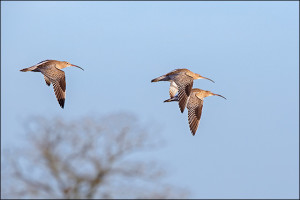 Curlews