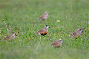 Dotterel