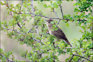 Grasshopper Warbler