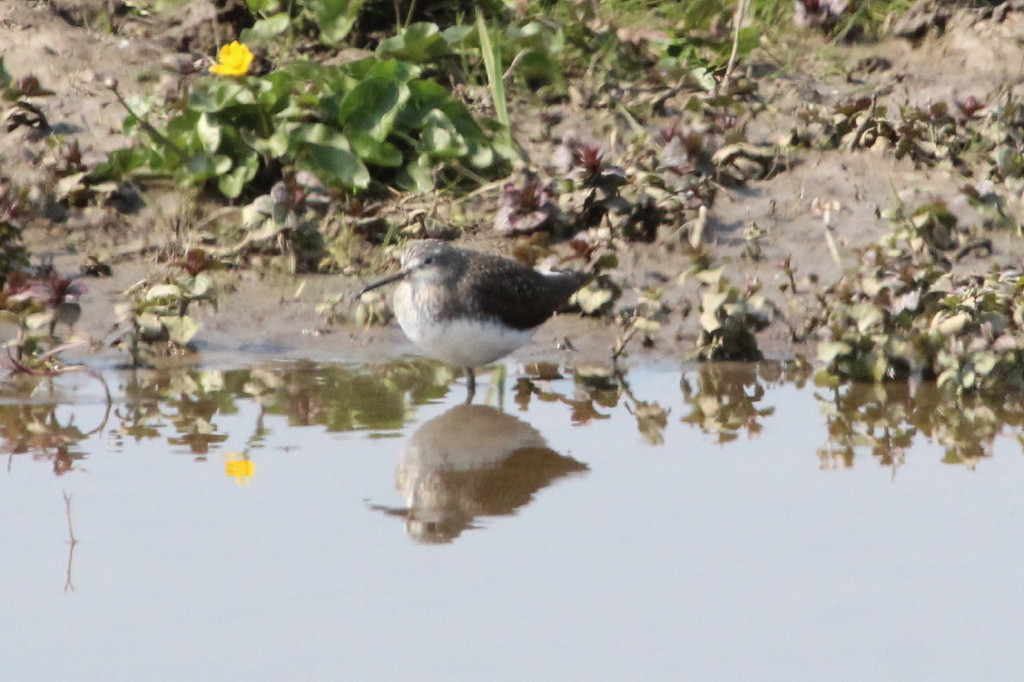 Green Sandpiper (Tringa ochropus)