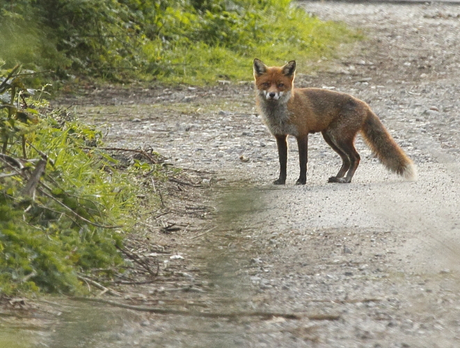 Red Fox (Vulpes vulpes)