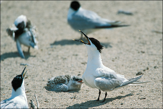 Sandwich Tern (Sterna sandvicensis)