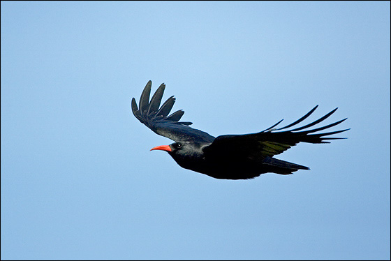 Red-billed Chough