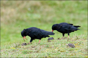 Red-billed Chough