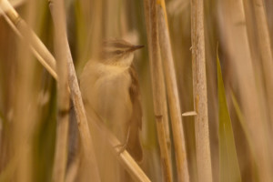 Sedge Warbler