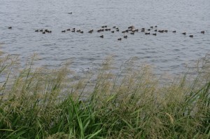 Creche of Tufted Duck chicks, Longham Lakes, 28/07/2015