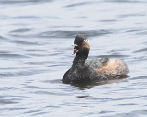 Black-necked Hrebe