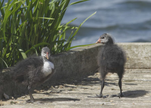 Coot chicks, Longham Lakes, 25/7/15 (Lorne Bissell)