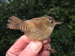 Juvenile Wren