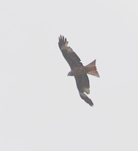 Red Kite