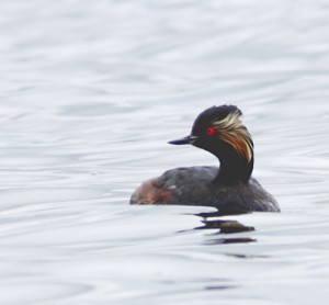 Black-necked Grebe