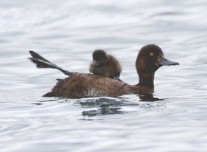 Tufted Duck with back-riding chick, Longham Lakes, 16/07/15 (Lorne Bissell)