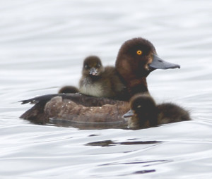 Tufted Duck and chick.