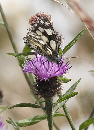 Marbled White, Longham Lkaes, Dorset, 29/6/15 (Lorne Bissell)