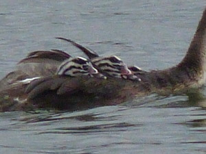 Great Crested Grebe chicks