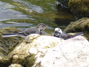 Pied Wagtail and youngster