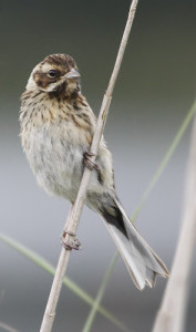 Reed Bunting