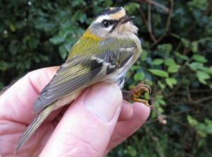 Firecrest