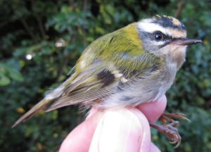 Firecrest