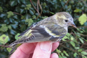 Siskin