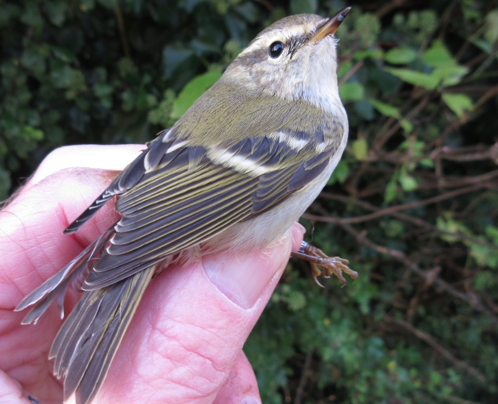 Yellow-browed Warbler