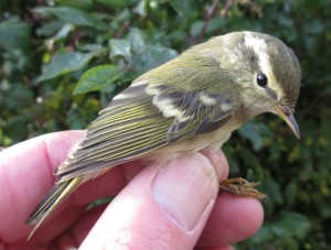 Yellow-browed Warbler