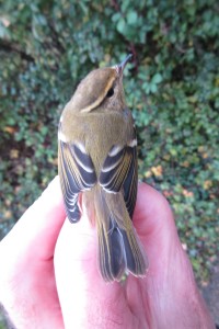 Yellow-browed Warbler