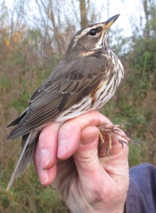 Redwing