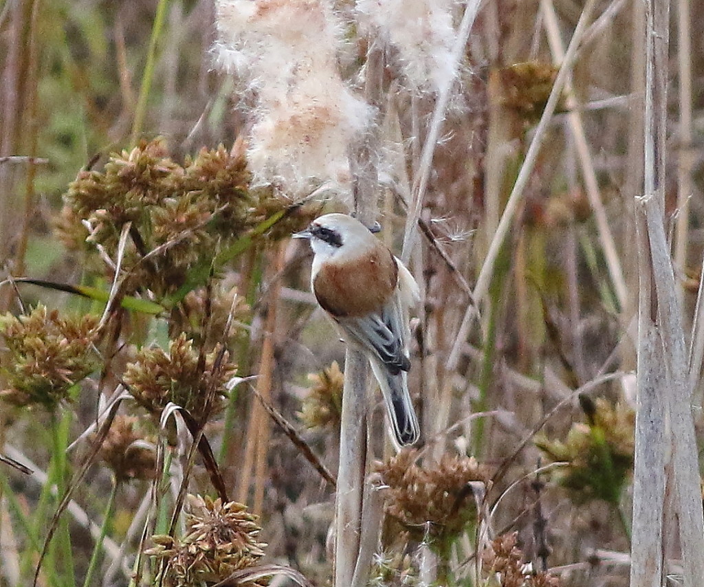 Penduline Tit