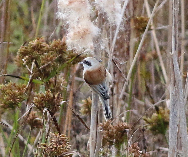 Penduline Tit (Remiz pendulinus)