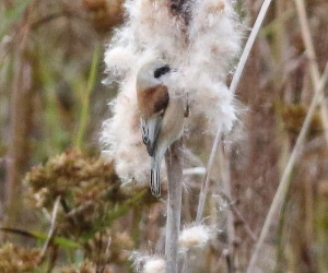 Penduline Tit