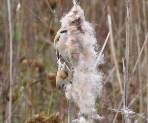 Penduline Tits