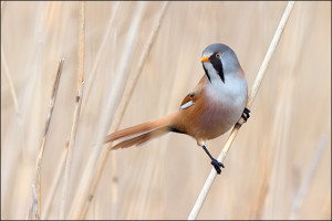 Bearded Tit