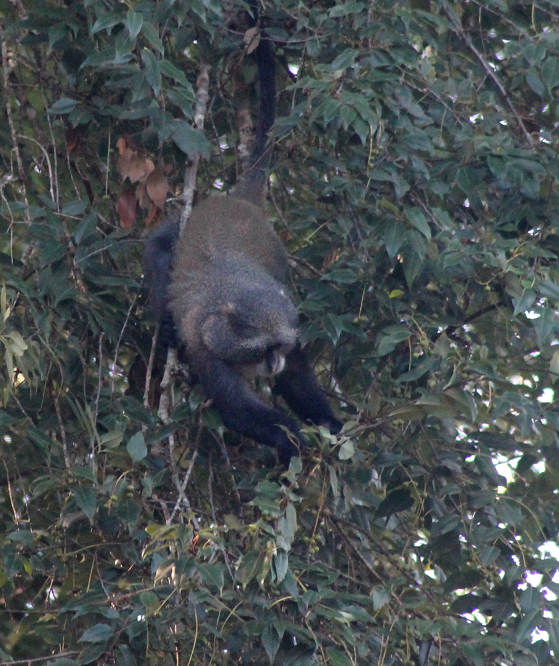 Blue Monkey, Zomba Plateau, Malawi 26/11/2015