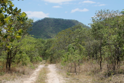 Dzalanyama Forest Reserve, Malawi