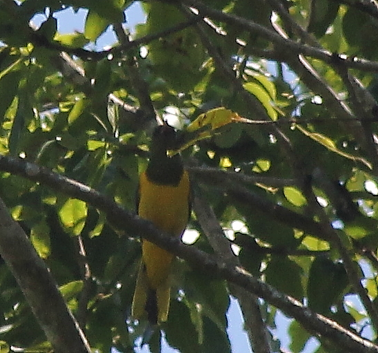 Green-headed Oriole, near Thyolo, Malawi 27/11/2015