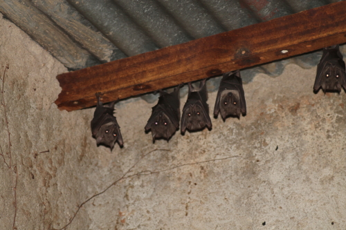 Harrison's Soft-furred Fruit Bats, Huntingdon Lodge, Thyolo, Malawi 26/11/2015
