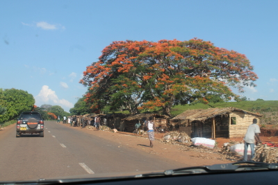 Malawi roadside scene (Mulanje), with flame trees 27/11/2015