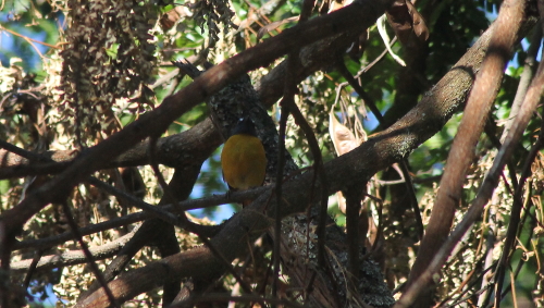 White-starred Robin